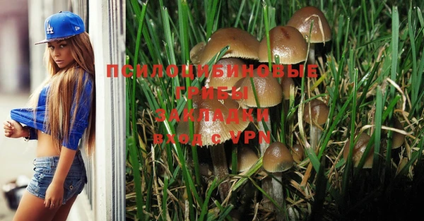 шишки Абаза