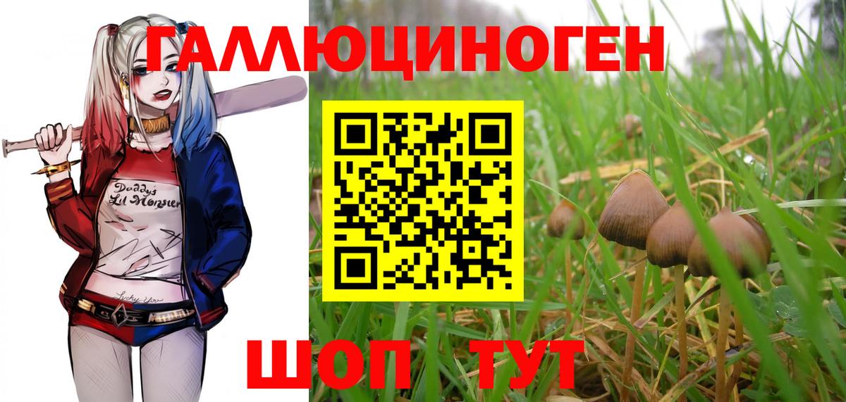 Назрань  купить  цена  Вход с VPN  Псилоцибиновые грибы мицелий 